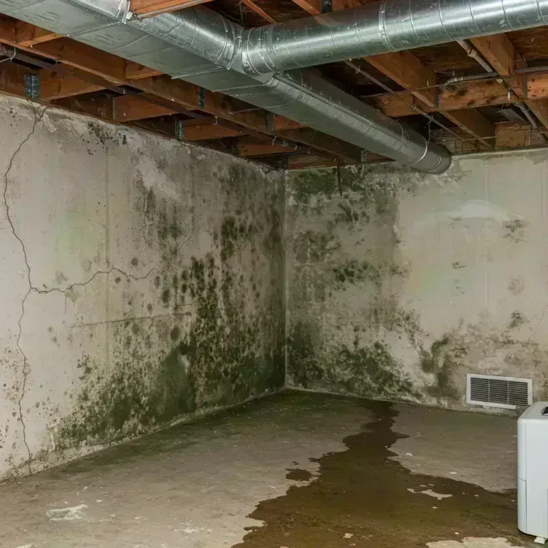 Professional Mold Removal in Jackson, KY